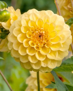 Dahlia Golden Scepter9